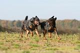 BEAUCERON 349